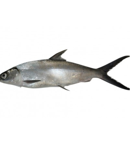 Bangus - FisherFarm - Whole Milkfish - 600-800g