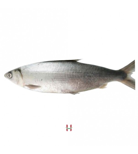 Bangus - Whole Milk Fish Big