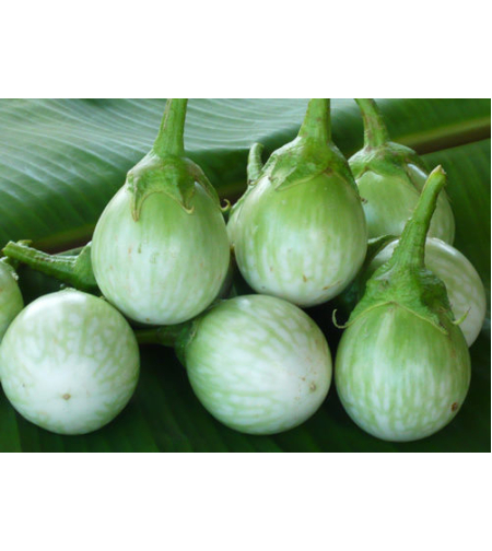 Round thai light green Eggplant half kilo