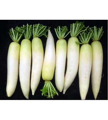 Japanese Raddish per kilo