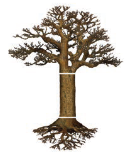 מפל העץ וחלקיו