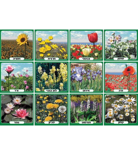 ערכת תמונות פרחי אביב וקיץ