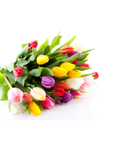 A bouquet of tulips