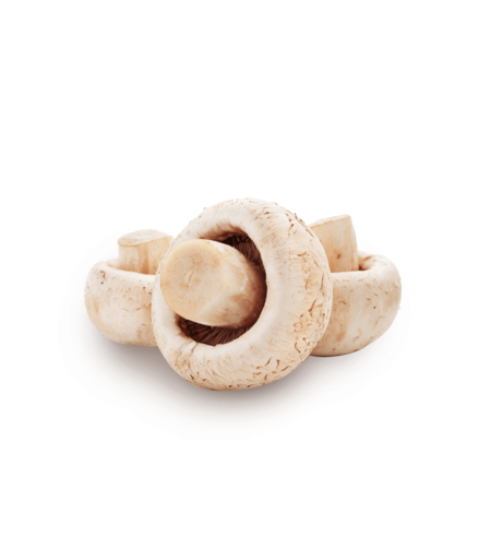 פטריות שמפיניון