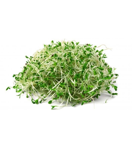 נבטי אלפאלפא