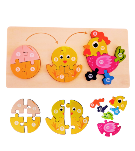 بازل مراحل تطور الدجاجة