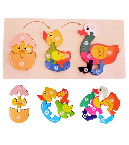 بازل مراحل تطور البطة