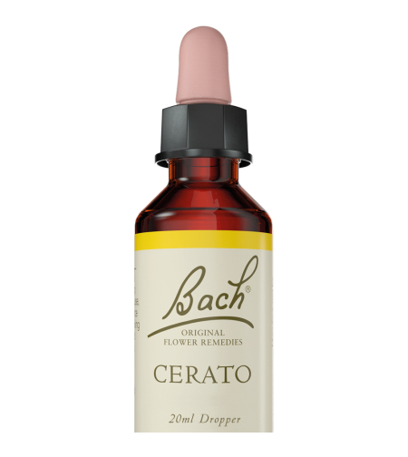 באך - תמצית סרטו מס' 5 Bach Cerato