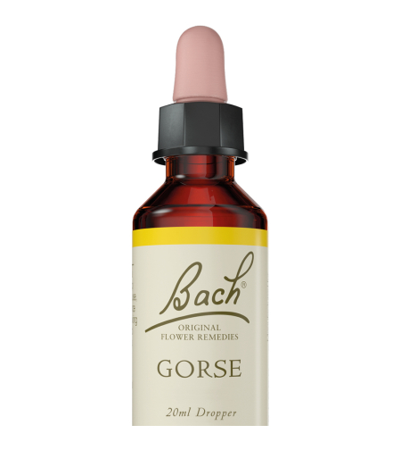 באך - תמצית גורס מס' 13 Bach Gorse