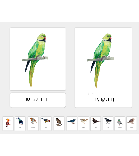 כרטיסיות ציפורים נפוצות בישראל