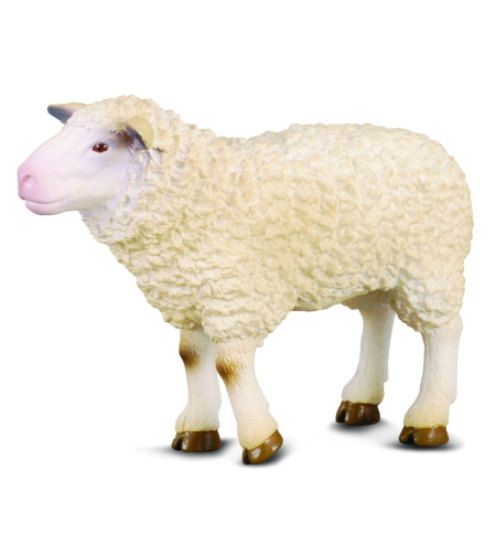 כבשה (m)