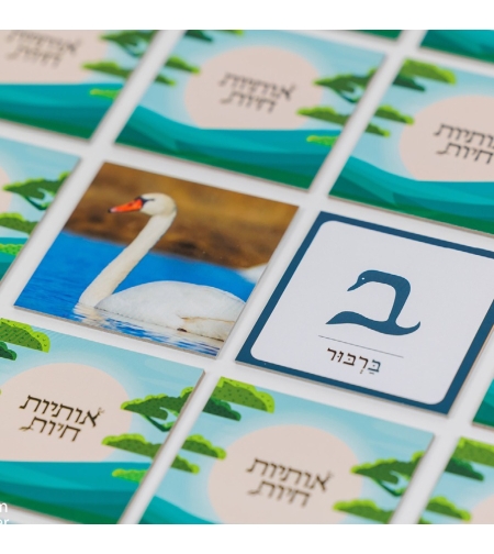 אותיות חיות- משחק זיכרון והרבה מעבר