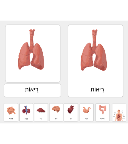 כרטיסיות איברים פנימיים