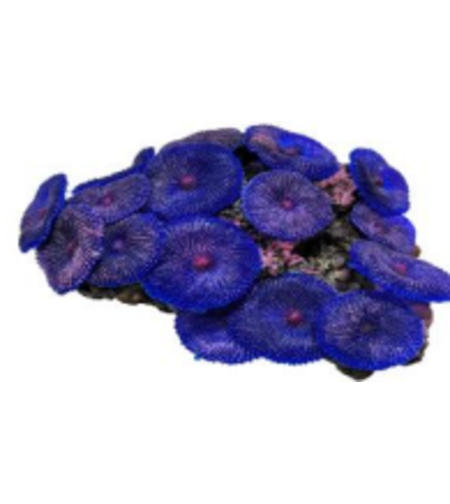 דקורציה אלמוג דגם SH 218 P למים מלוחים ומתוקים - Coral decoration model SH 218 P for salt and fresh water