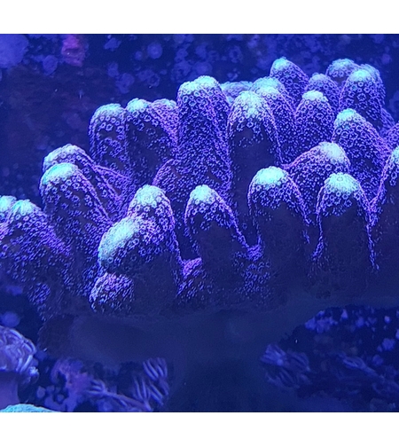 אלמוג SPS מילקה סטילופורה - Milka Stylophora SPS coral
