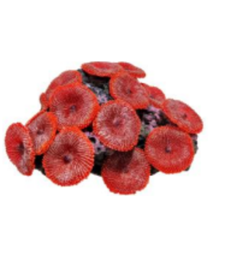 דקורציה אלמוג דגם SH 218 R למים מלוחים ומתוקים - Coral decoration model SH 218 R for salt and fresh water