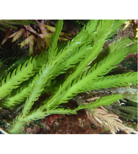 אצת מאקרו קאולרפה נוצה עבור רפיוג'ם - Caulerpa Scalpelliformis Macro Algea for Reef Refuigem