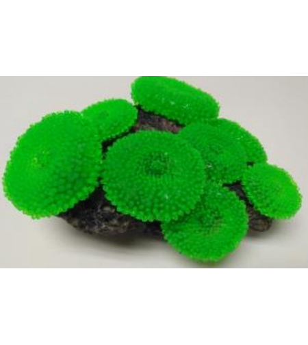 דקורציה אלמוג דגם SH 314 G למים מלוחים ומתוקים - Coral decoration model SH 314 G for salt and fresh water