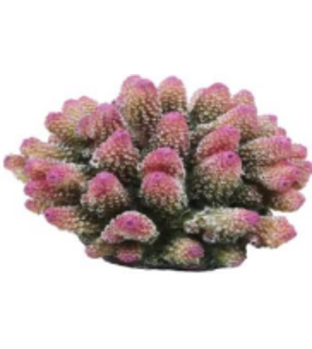 דקורציה אלמוג דגם SH 318 P למים מלוחים ומתוקים - Coral decoration model SH 318 P for salt and fresh water