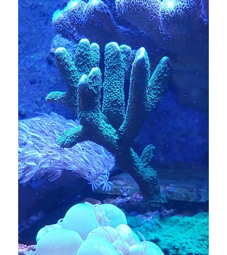 אלמוג SPS דיגיטטה ירוקה - Montipora Digitata Green SPS coral