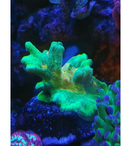 אלמוג LPS פיקטיניה ספייס אינביידר - Pectinia Space Invader LPS Coral