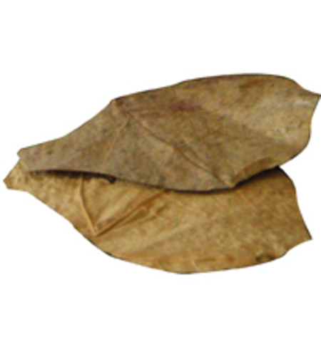 דנרלי נאנו עלי קטפה(שקד הודי) 12 יחידות - DENNERLE Nano Catappa Leaves