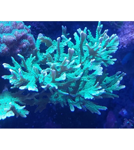 אלמוג SPS מונטיפורה בראנצינג ירוקה - Branching Montipora Green SPS coral