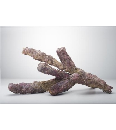 בראנצ'ים חיים לייף רוק קריב סי דגם BELIZE BRANCH למסלעה 9 ק