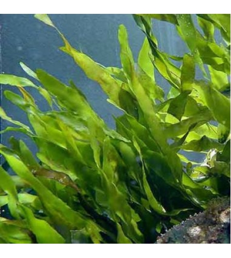 אצת מאקרו קאולרפה פרוליפרה עבור רפיוג'ם - Caulerpa Prolifera Macro Algea for Reef Refuigem