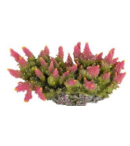 דקורציה אלמוג דגם SH 143 למים מלוחים ומתוקים - Coral decoration model SH 143 for salt and fresh water