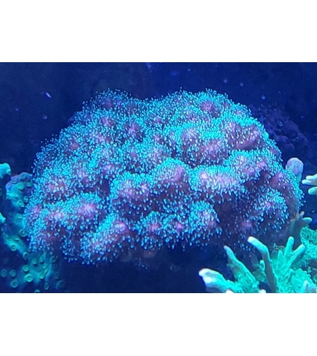 אלמוג SPS פוסילופורה ירוקה - Pocillopora Green SPS coral