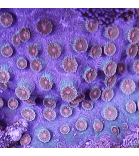 אלמוג LPS ציפסטריאה גשם מטאוריטים - Cyphastrea Meteor Shower LPS Coral