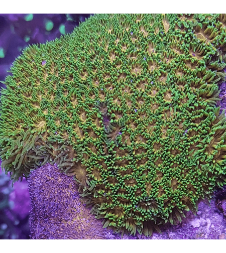 אלמוג LPS לפסטריאה ירוק צהוב - Leptastrea LPS Coral Green & Yellow