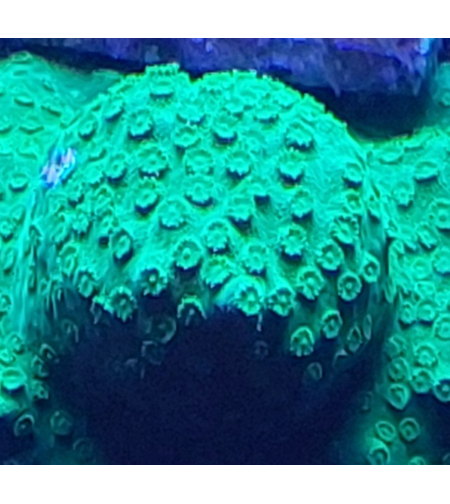 אלמוג LPS ציפסטריאה ירוק פראי - Cyphastrea Wild Green LPS Coral