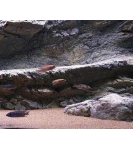 רקע תלת מימד סלעי דגם פפואה 148X58 אקווריסטיק Aquarium Rocky 3D background Model Papua