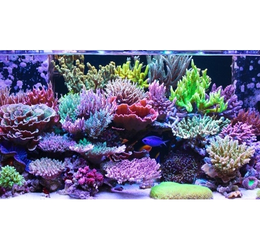 אלמוגים - Corals