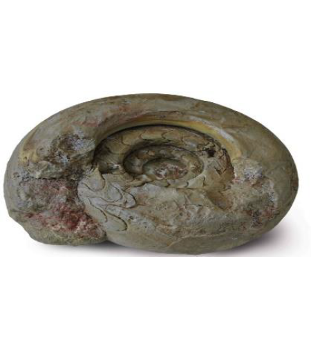 סלע דקורציה סטייל אמונייט דגם 7 אקווריסטיק - 7 Decorative Rock Ammonite module