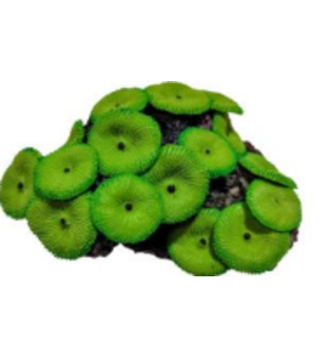 דקורציה אלמוג דגם SH 218 G למים מלוחים ומתוקים - Coral decoration model SH 218 G for salt and fresh water