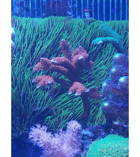 אלמוג SPS דיגיטטה אדומה - Montipora Digitata Red SPS coral