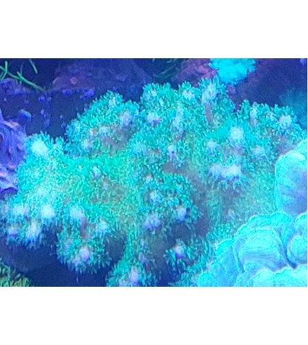 אלמוג SPS פוסילופורה ירוק זרחני - Pocillopora Neon Green SPS coral