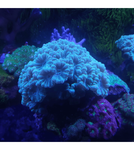 אלמוג LPS קנדי ירוק בהיר- Candy Cane Green LPS Coral (Caulastrea)