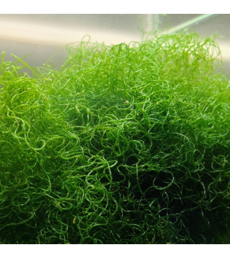 אצת מאקרו צ'יטו (ספגטי) עבור רפיוג'ם - Chaetomorpha linum Macro Algea for Reef Refuigem