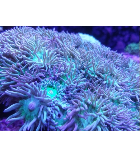 אלמוג LPS דאנקן - Dancen LPS Coral (Duncanopsammia axifuga)
