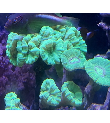 אלמוג LPS קנדי ירוק זרחני - Candy Cane Neon Green LPS Coral (Caulastrea)