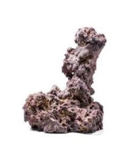 סלעים חיים לייף רוק קריב סי דגם שרום (פטריה) למסלעה 2 יח' 30 ס