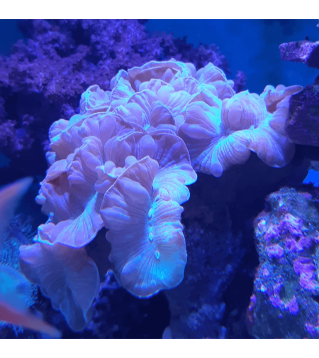 אלמוג LPS פוקס קורל - Fox Coral LPS Coral (Nemenzophyllia turbida)