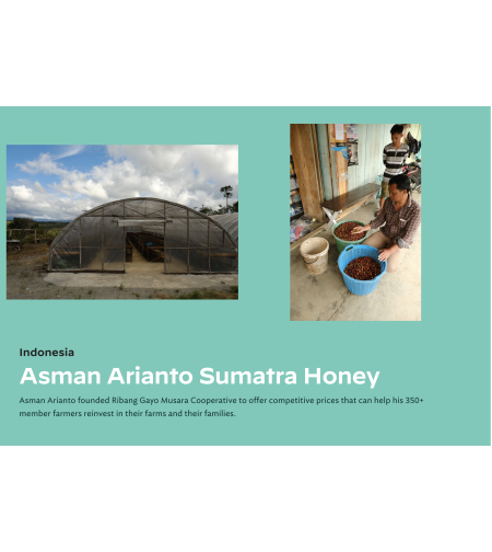 Gayo Asman Arianto Ribang Gayo Musara honey