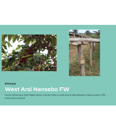 Ethiopia West Arsi Nensebo FW