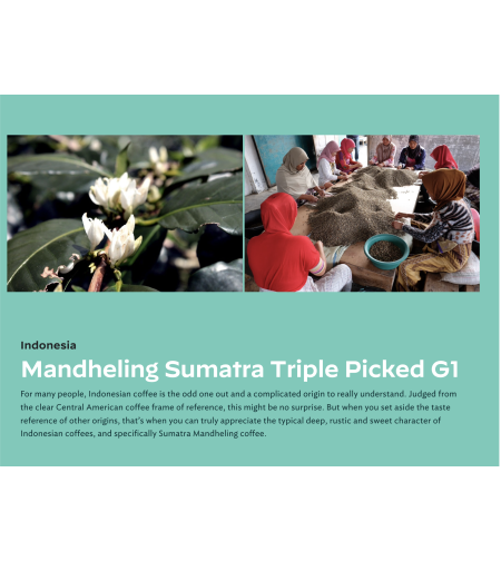 Mandheling Sumatra Triple Picked G1 (Fairtrade)