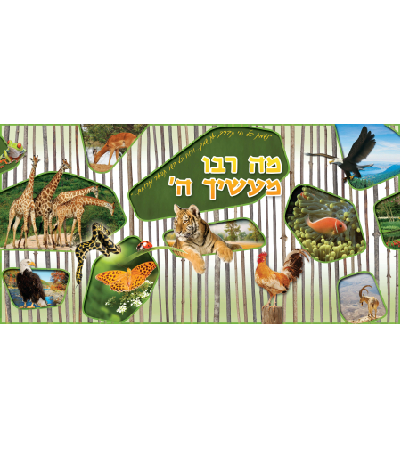 מה רבו 13-60